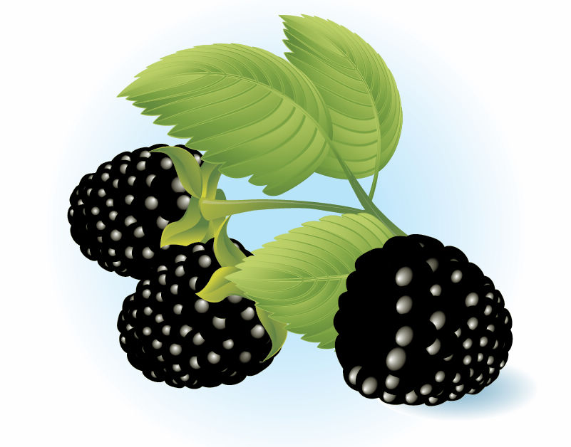 free vector Free Dewberries Vector Illustration
